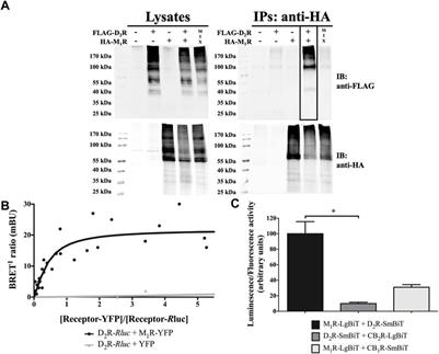 Corrigendum: Striatal dopamine D2-muscarinic acetylcholine M1 receptor-receptor interaction in a model of movement disorders